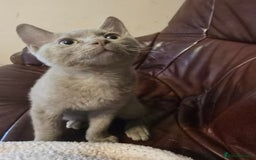 Mixed Breed cats for sale: Perfect boy - Image 7