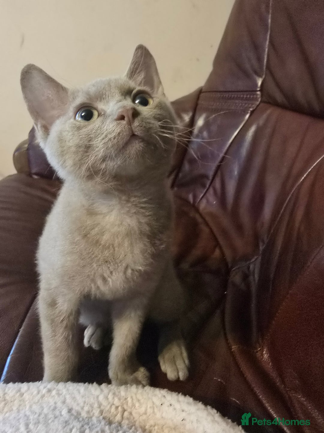 Mixed Breed cats for sale: Perfect boy - Image 7