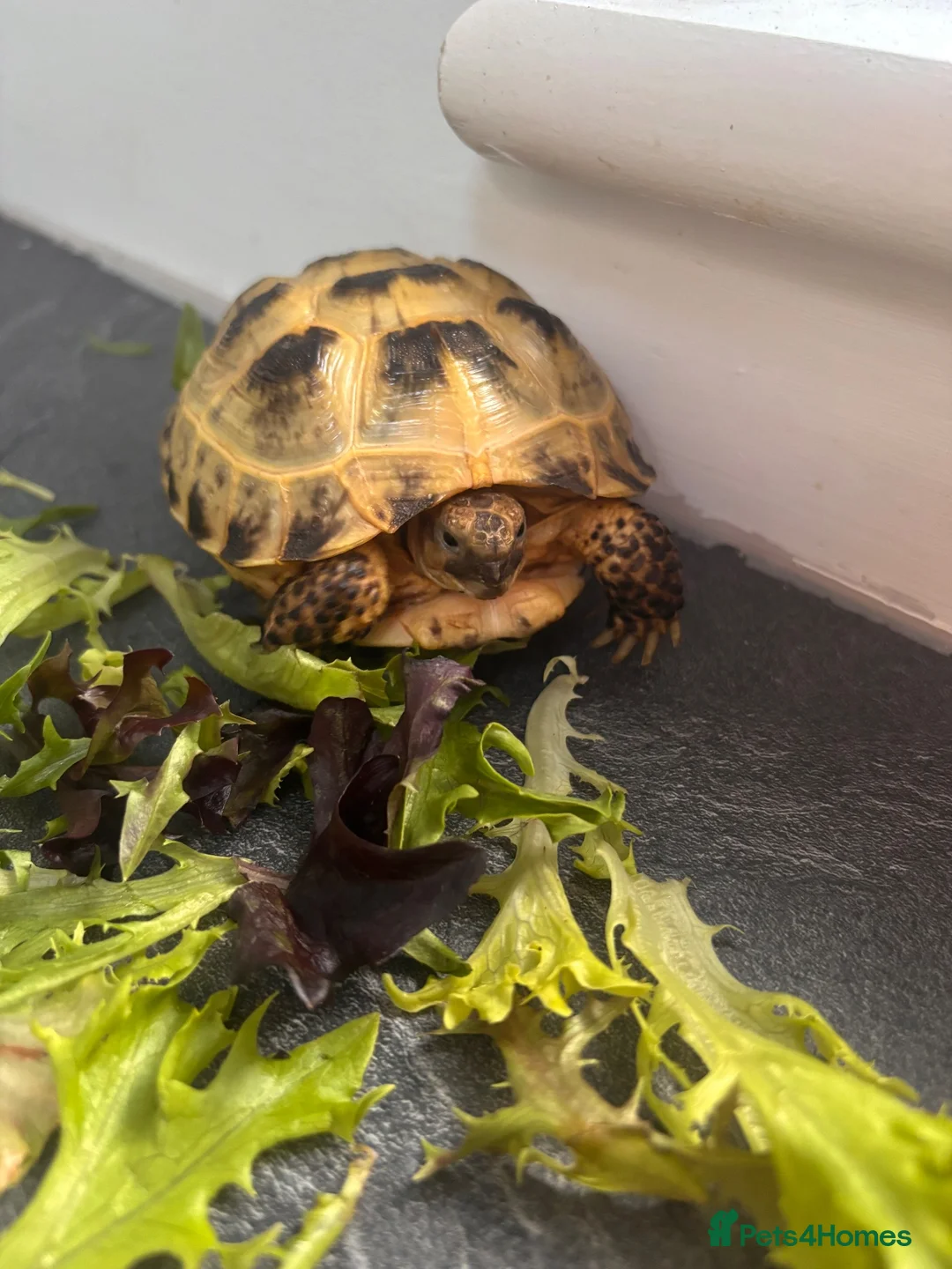 Tortoise reptiles for sale: Horsefield tortoise complete with home in Peterborough - Advert 2