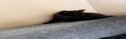 Mixed Breed cats for sale: Male kitten long haired  - Advert 2