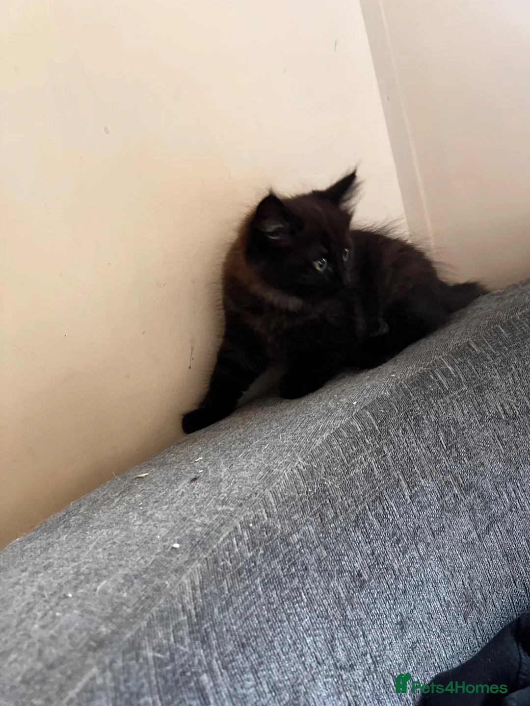 Mixed Breed cats for sale: Male kitten long haired  - Advert 2