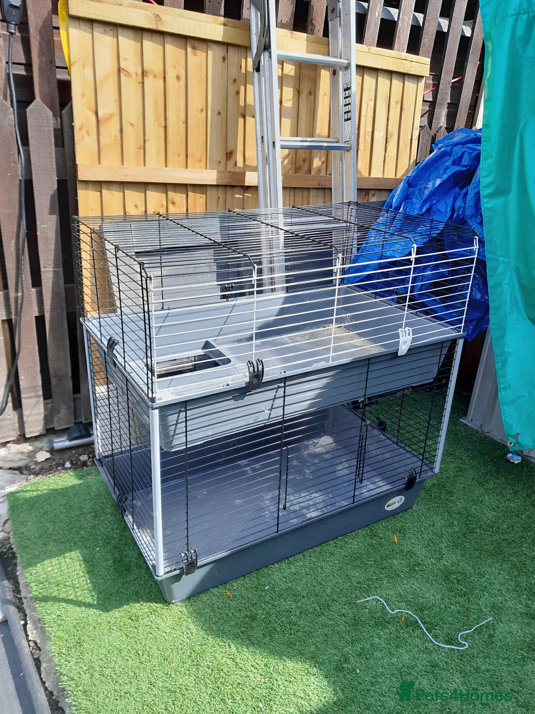 English Lop rabbits for sale: 3 rabbits and full setup - Image 4