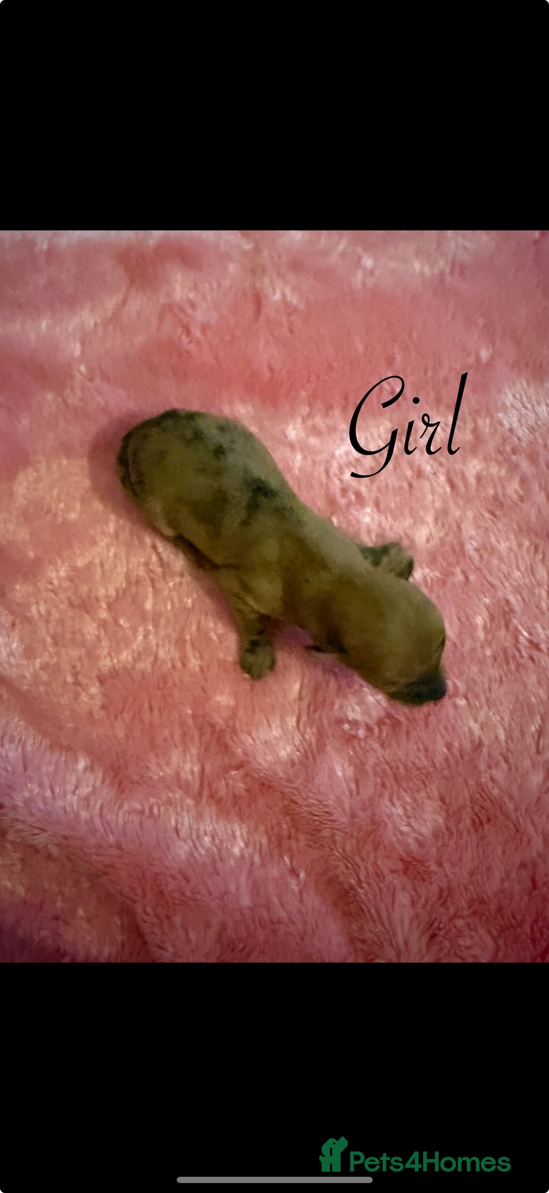 Chihuahua dogs for sale: Beautiful Chihuahua puppy’s  - Image 11