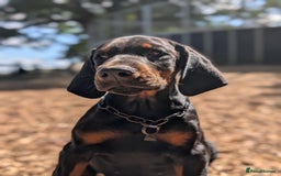 Dobermann dogs for sale: WAITLIST WINTER 2025 CEZARBLUE 5 STAR LICENSED ⭐️  - Image 1