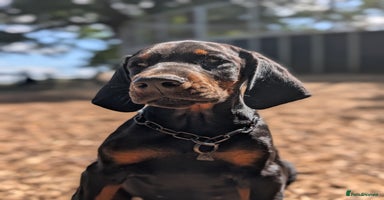 Dobermann dogs - Advert 1