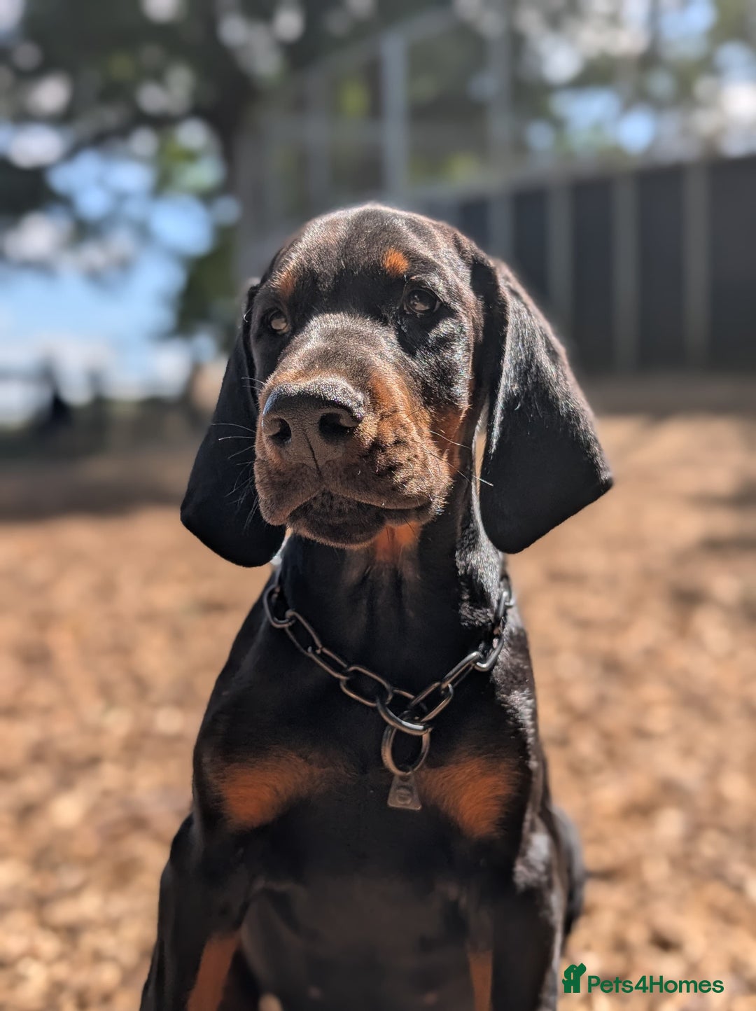 Dobermann dogs for sale: WAITLIST WINTER 2025 CEZARBLUE 5 STAR LICENSED ⭐️  - Image 1