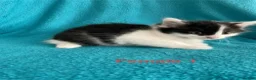 Mixed Breed cats for sale: Kittens for Sale – 4 Mixed Breed Kittens - Advert 15