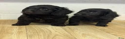 Doxiepoo dogs for sale: Daxiepoo boys  - Advert 4
