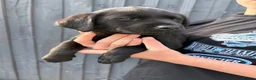 Labrador Retriever dogs for sale: 2 gorgeous boy pups left  in Pontypool - Advert 3