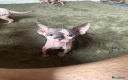Sphynx cats for sale:  6 Beautiful Sphynx Kittens Ready Soon – 5★ - Image 23