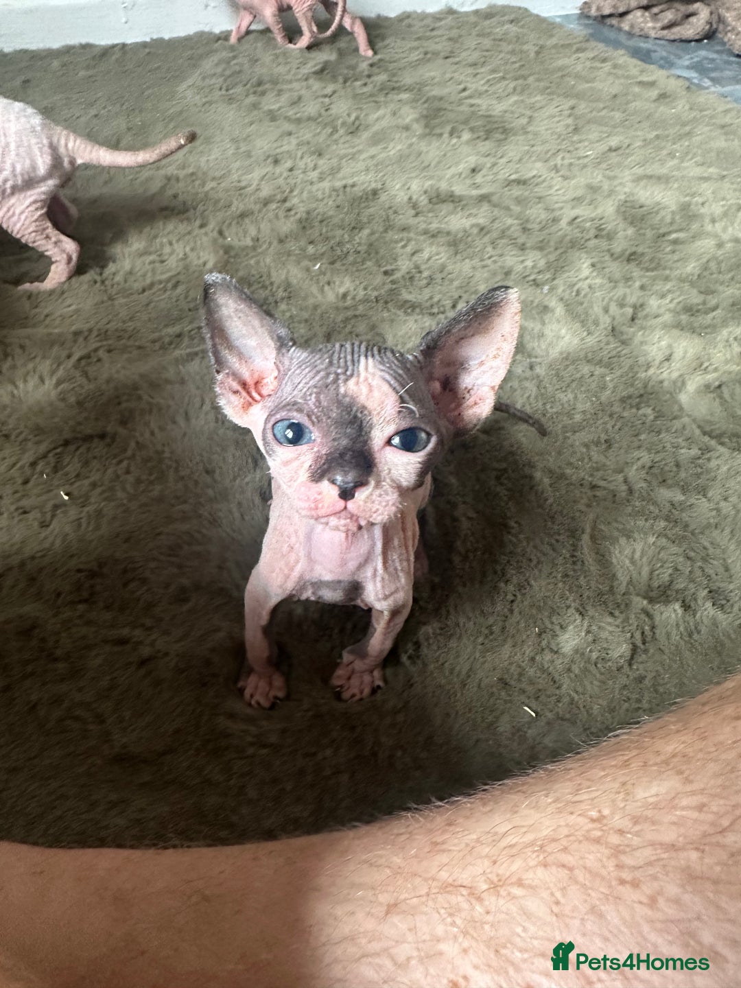 Sphynx cats for sale:  6 Beautiful Sphynx Kittens Ready Soon – 5★ - Image 23