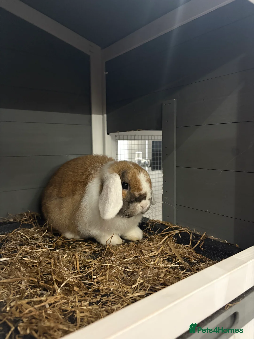 Mini Lop rabbits for sale: X2 Mini Lop Male Rabbits  - Advert 5