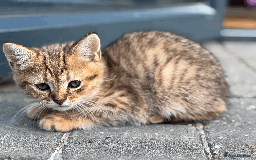 British Shorthair cats for sale: British shorthair - Image 4