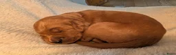 Irish Doodle dogs for sale: Irish doodle puppies - Advert 13