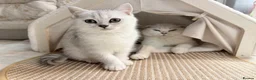 Scottish Fold cats for sale: Gorgeous Scottish fold/ Straight female kittens - Advert 6