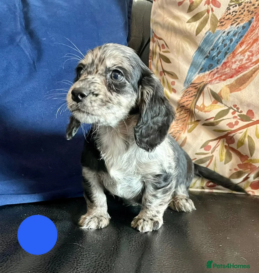 Mixed Breed dogs for sale: Working Cocker Spaniel x Longhair Dachshund - Advert 2