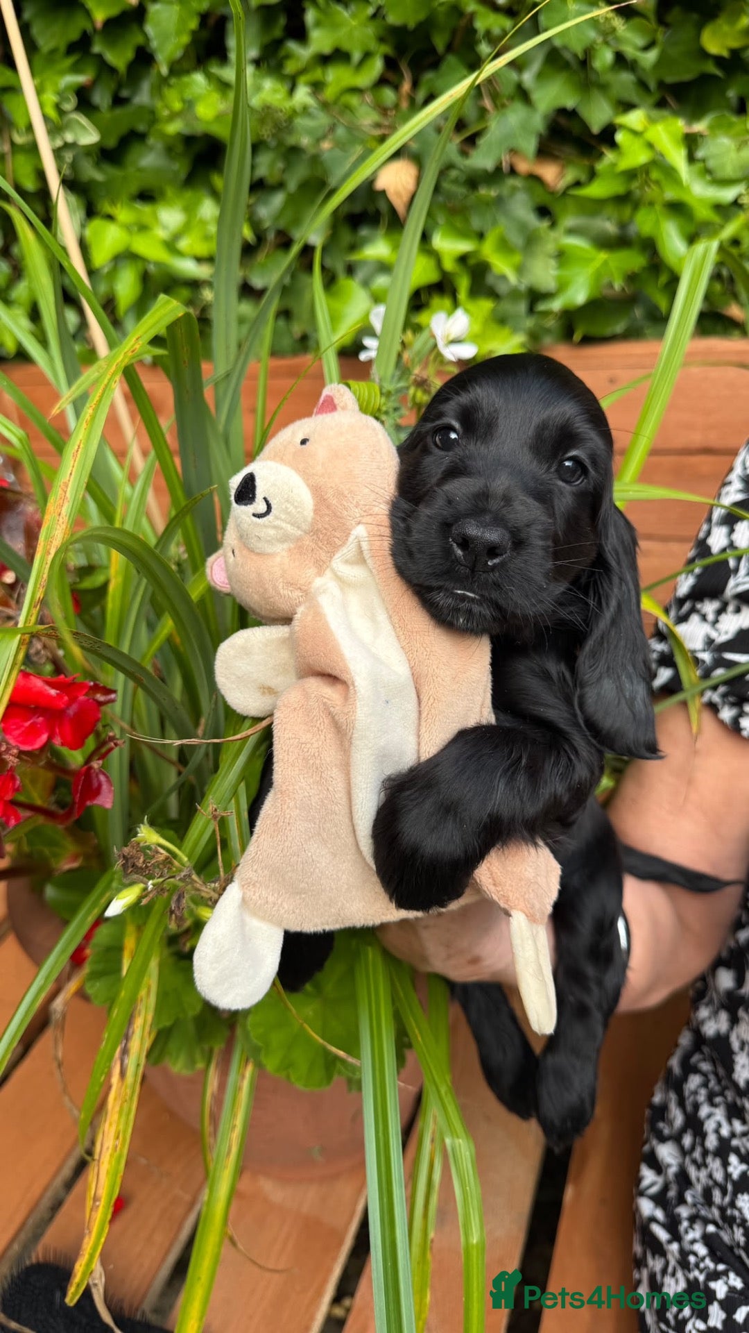 Cocker Spaniel dogs Beautiful pedigree English show cocker puppies 🐾 - Advert 2