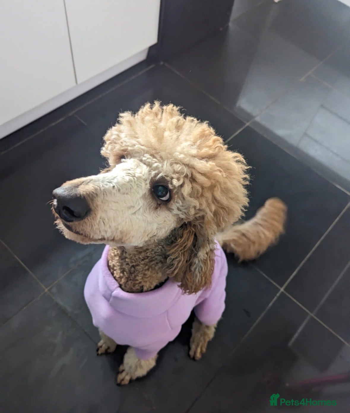 Bernedoodle dogs F1 Bernadoodles  - Advert 7