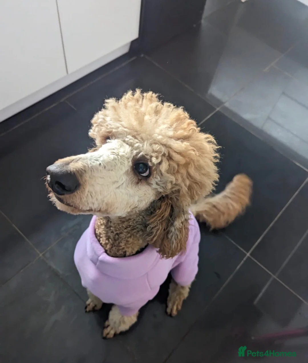 Bernedoodle dogs for sale: F1 Bernadoodles  in Warrington - Advert 1
