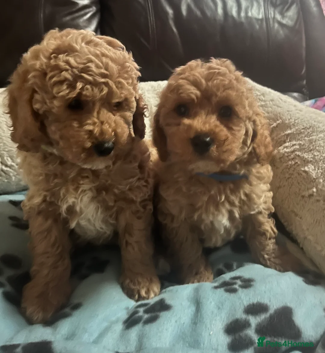 Cavapoochon dogs for sale: Cavapoochon p - Advert 2