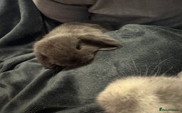 Mini Lop rabbits for sale: Extremely friendly mini lop babies for sale  - Image 7
