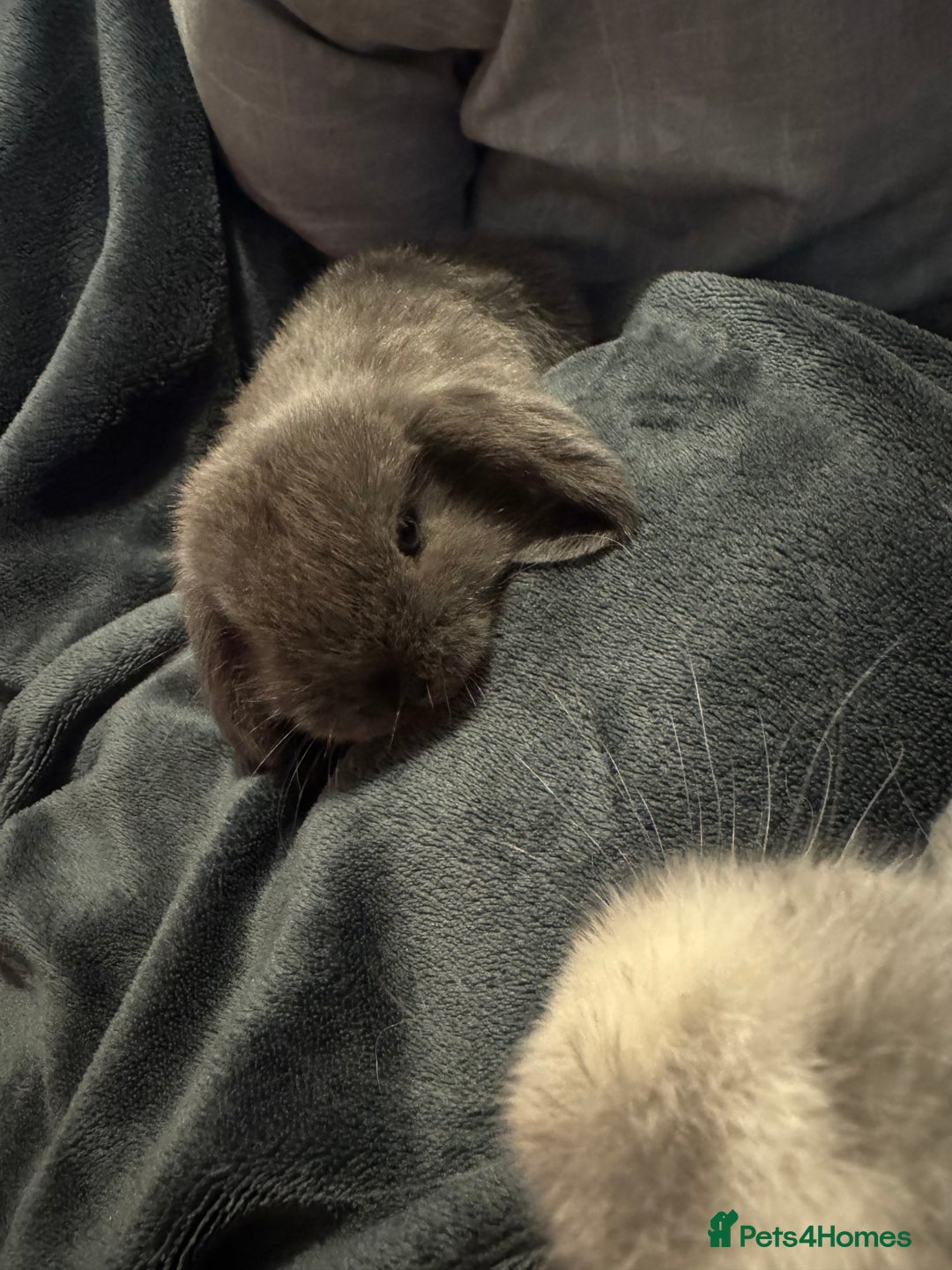 Mini Lop rabbits for sale: Extremely friendly mini lop babies for sale  - Image 7