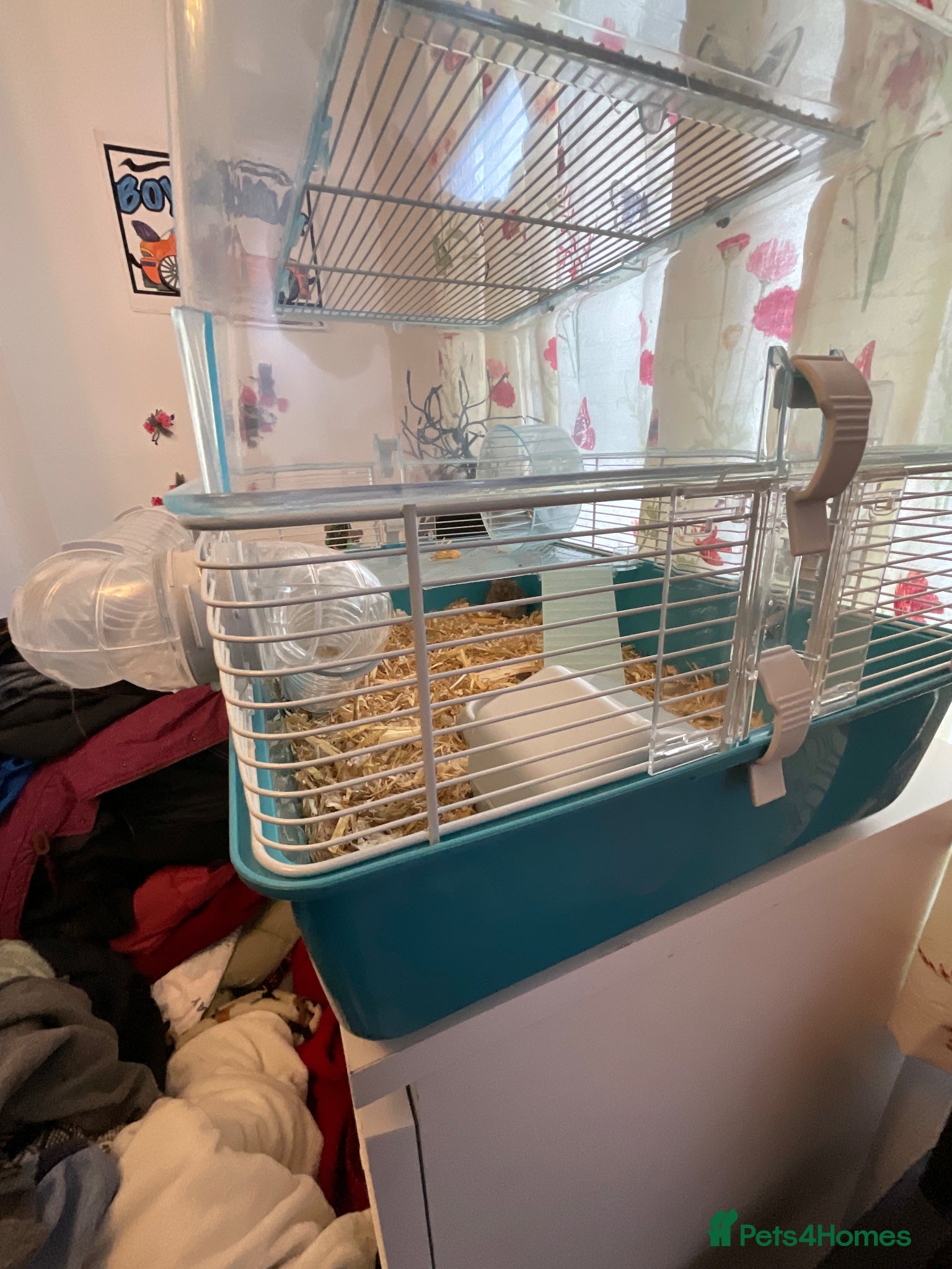 Hamster rodents for sale: small hamster in Walsall - Advert 2