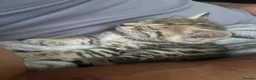 Savannah cats for sale: £700 female only left f3 - Advert 6