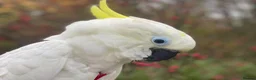 Cockatoo birds for sale: Triton Cockatoo - Beautiful Tame Trained & Social  in Stroud - Advert 8