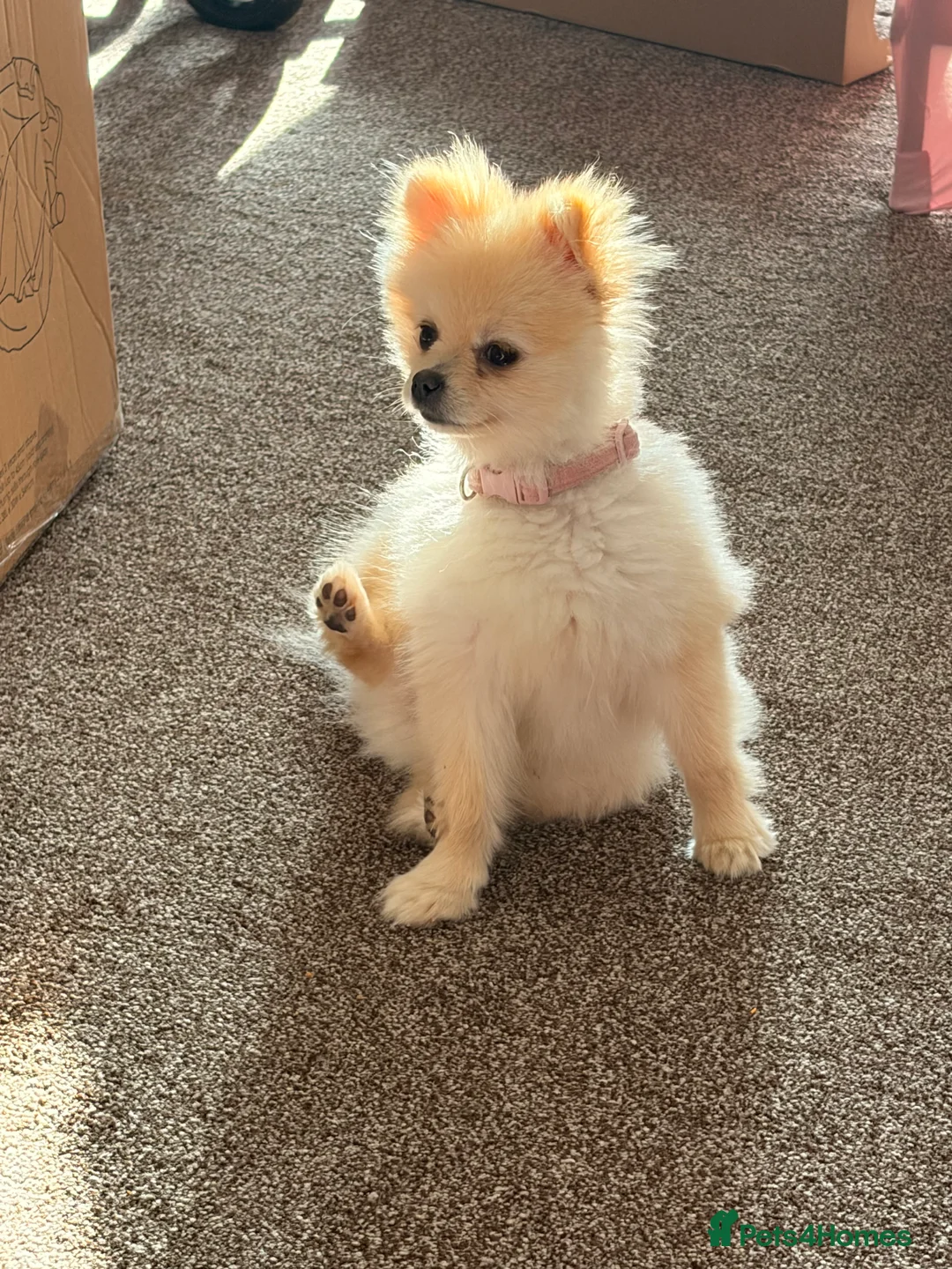 Pomeranian dogs for sale: White/cream Pomeranian 8 months old - Advert 1