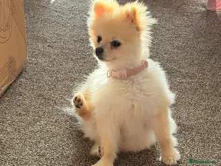 Pomeranian dogs White/cream Pomeranian 8 months old - Advert 1