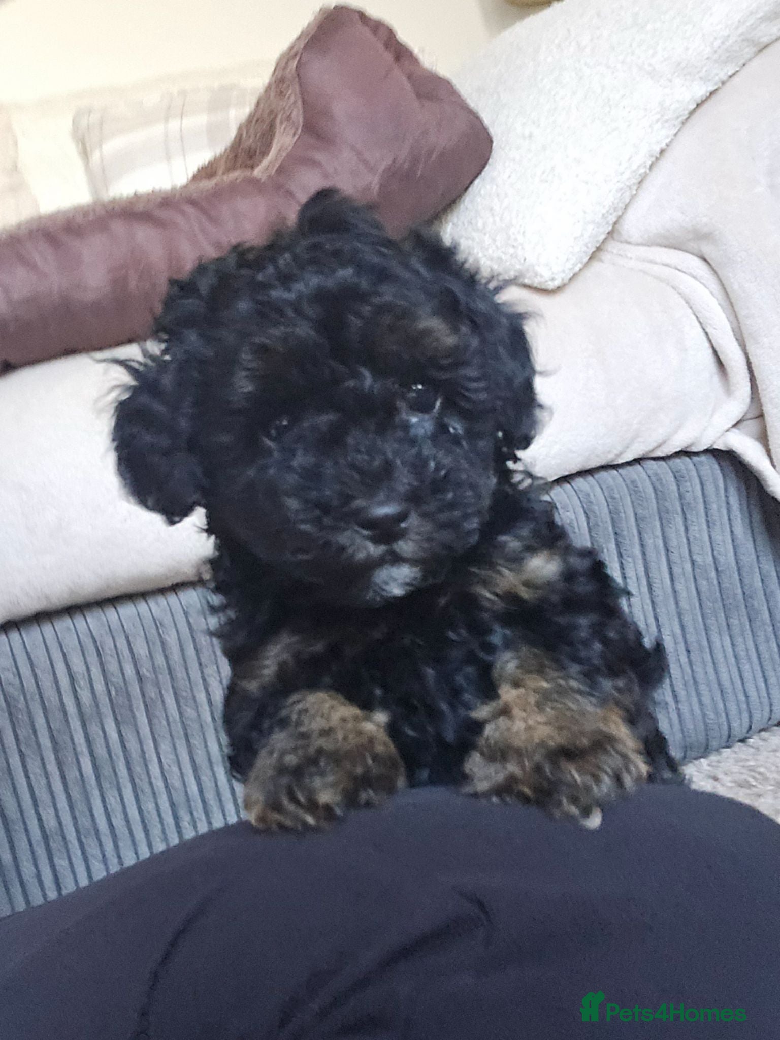 Mixed Breed dogs Toy poodle x ***ready NOW LAST BOY*** - Advert 4