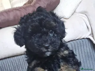 Mixed Breed dogs Toy poodle x ***ready NOW LAST BOY*** - Advert 4
