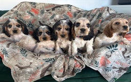 Cocker Spaniel dogs for sale: Show Cocker Spaniel Puppies  - Image 24