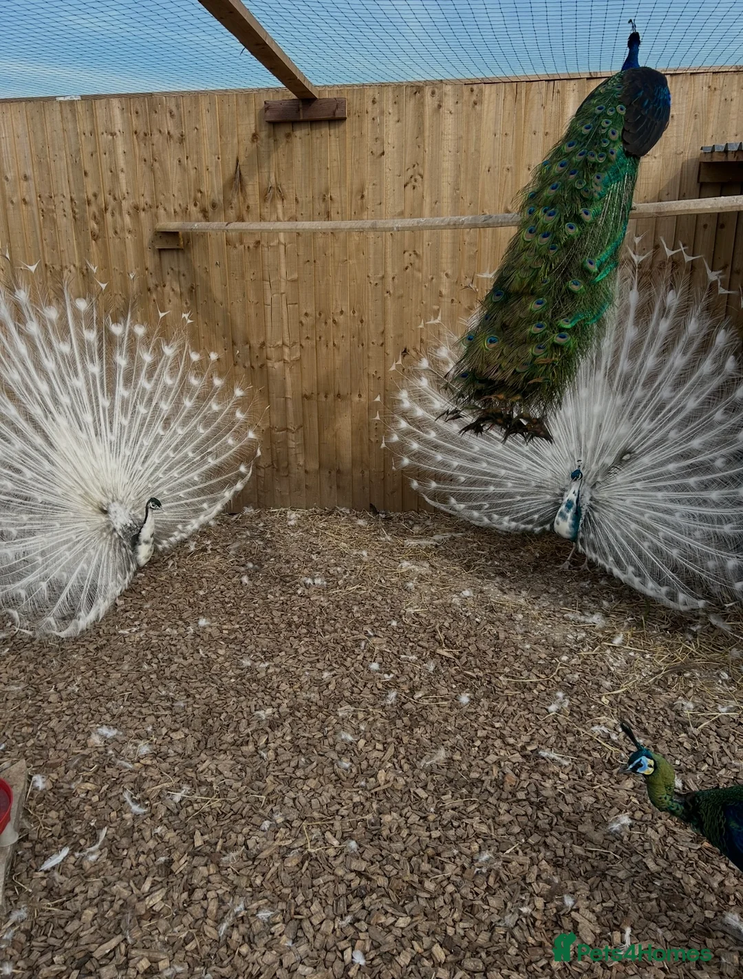 Peafowl poultry for sale: NEW LISTING - PEACOCKS FOR SALE 🦚🦚 - Advert 3
