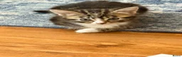 Mixed Breed cats for sale: 2 girls available to go  - Advert 3