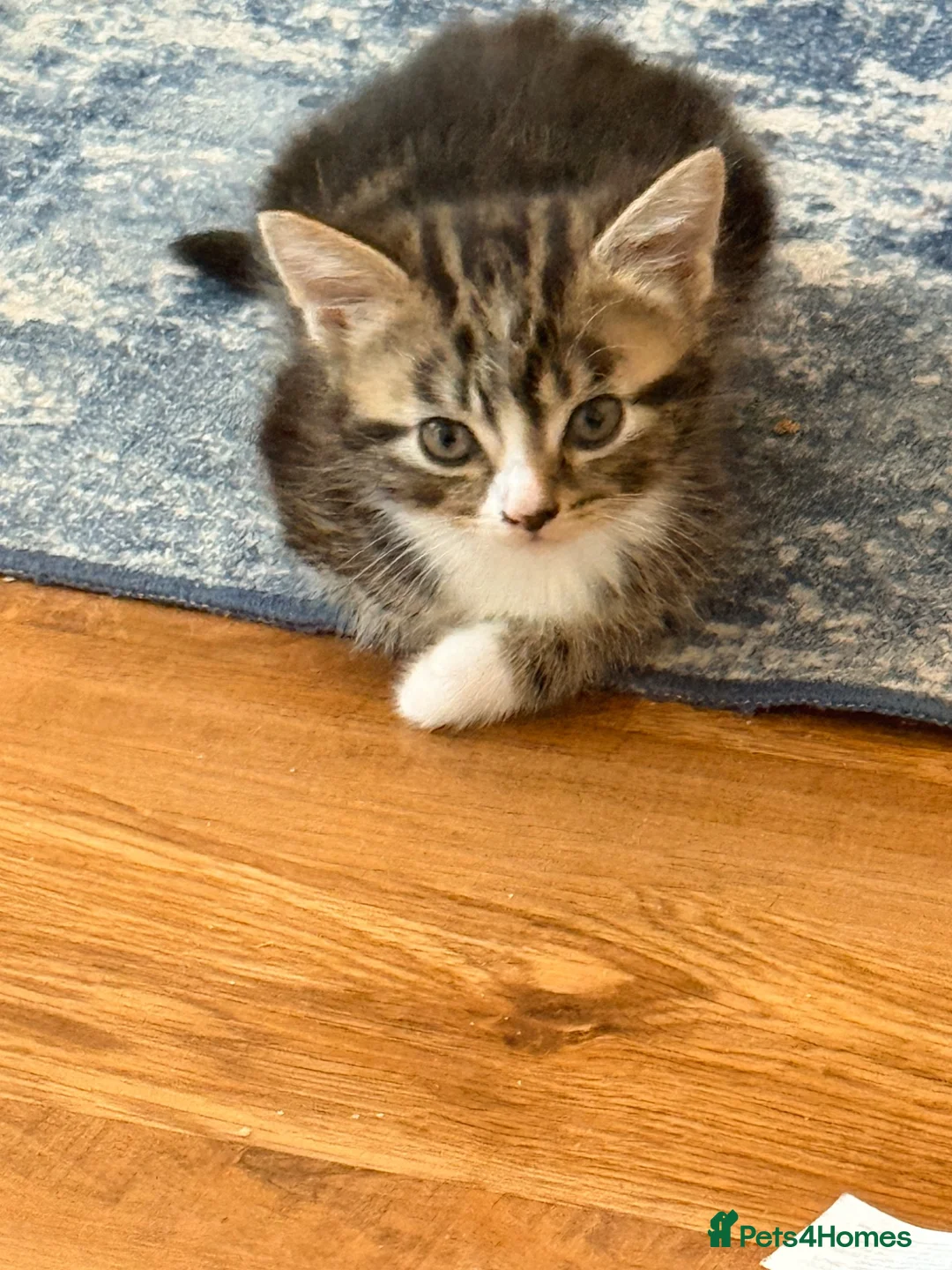 Mixed Breed cats for sale: 2 girls available to go  - Advert 3