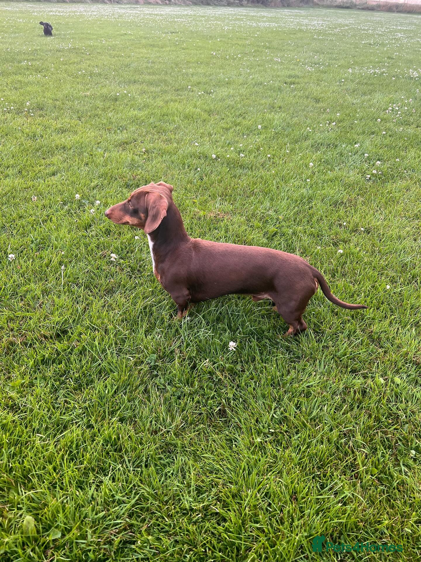 Miniature Dachshund dogs Perseus- KC Miniature Smooth-Haired Dachshund Stud - Advert 11