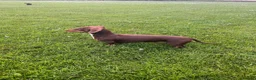 Miniature Dachshund dogs for stud: Perseus- Miniature Smooth-Haired Dachshund Stud - Advert 5