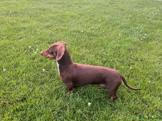 Miniature Dachshund dogs Perseus- KC Miniature Smooth-Haired Dachshund Stud - Advert 1