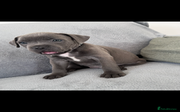 Staffordshire Bull Terrier dogs for sale: Blue Staffordshire bull terrier  - Image 4