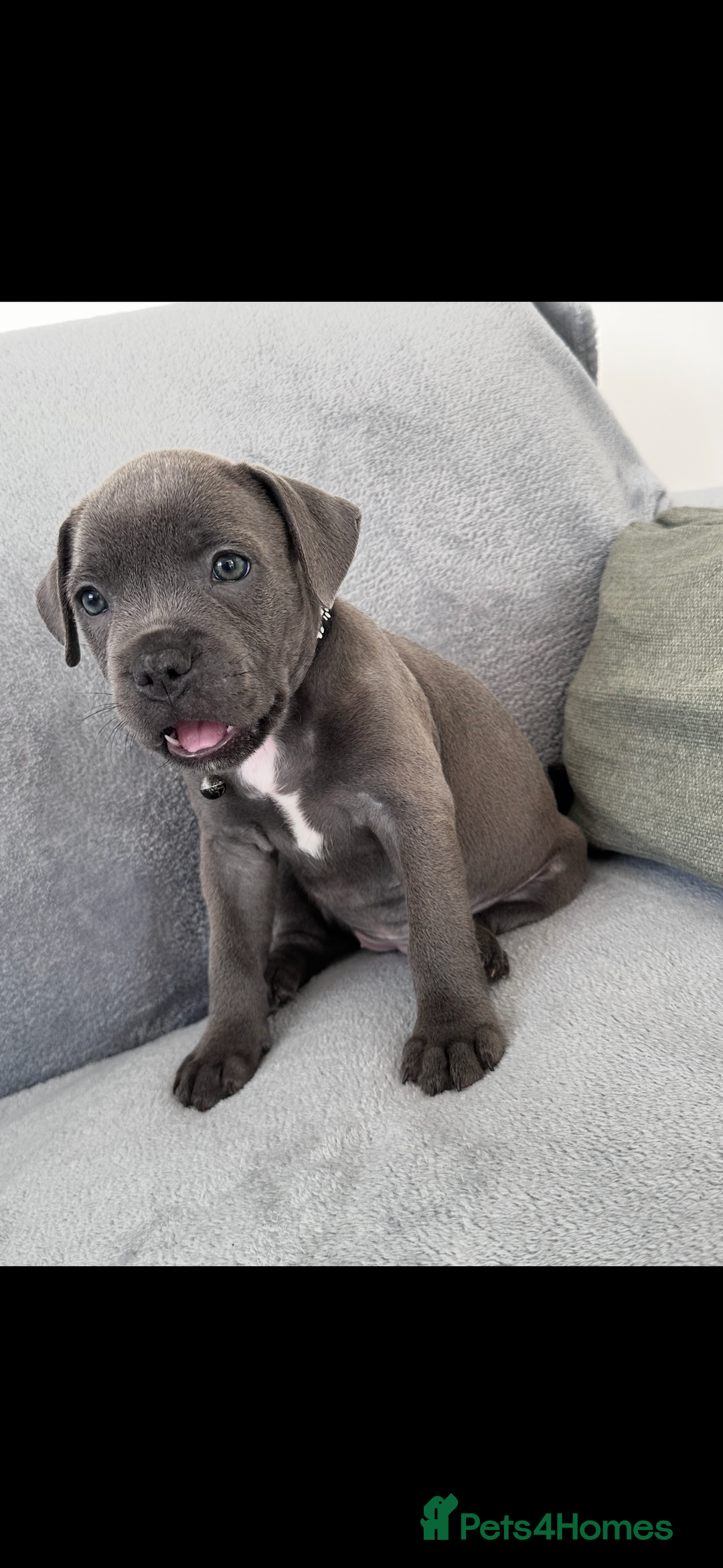 Staffordshire Bull Terrier dogs for sale: Blue Staffordshire bull terrier  - Image 4