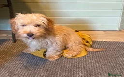 Cavachon dogs for sale: Cavavapoochon boy  - Image 8