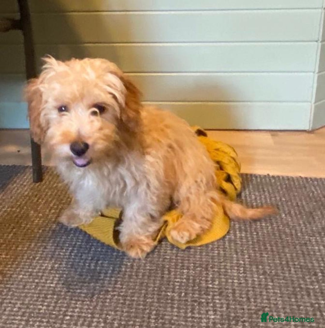 Cavachon dogs for sale: Cavavapoochon boy  - Image 8