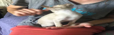 Pippin