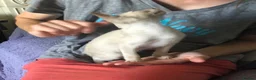 Tonkinese cats for sale: Adorable, Tonkinese kittens.   - Advert 2