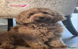 Cavapoo dogs for sale: 🧡 HEALTH TESTED F1B CAVAPOO  PUPPIES🧡 - Image 18
