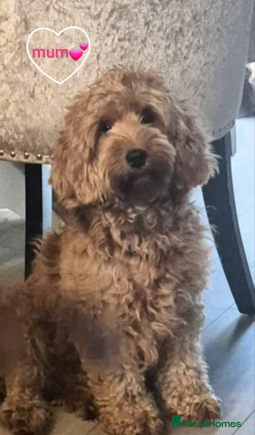 Cavapoo dogs for sale: 🧡 HEALTH TESTED F1B CAVAPOO  PUPPIES🧡 - Image 18
