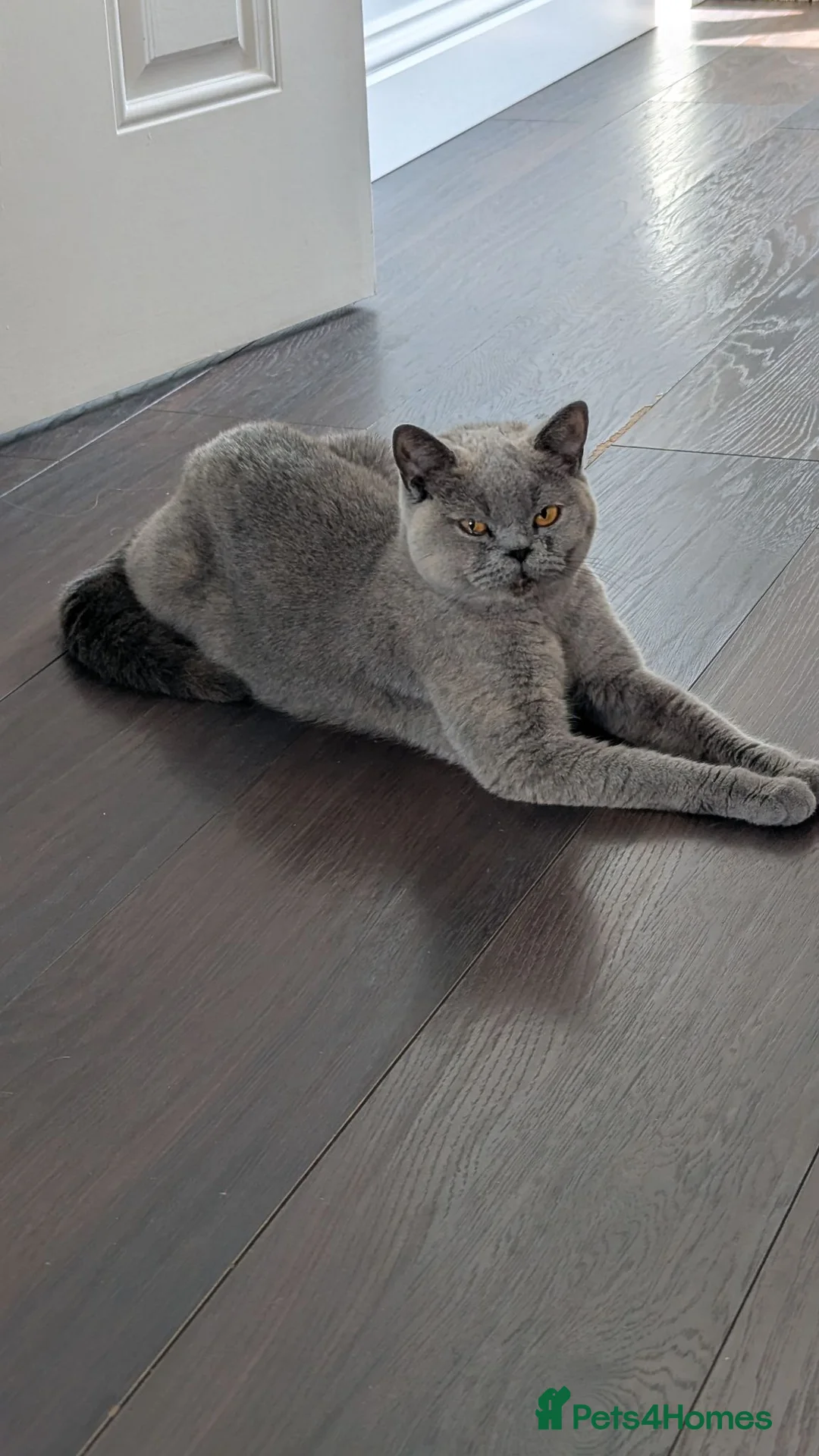 British Shorthair cats for sale: Brutish short hair  in Caldicot - Advert 1