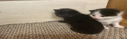Domestic Shorthair cats for sale: Beautiful fluffy kittens  - Advert 5